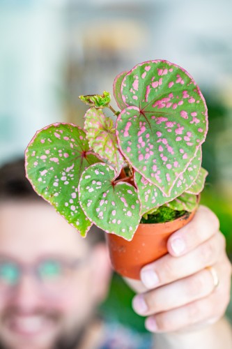 Begonia Muara Wahau ø8 cm-1.jpg
