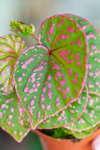 Begonia Muara Wahau ø8 cm-2.jpg