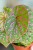 Begonia Muara Wahau ø8 cm-2.jpg