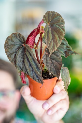 Begonia SP Black Blood ø8 cm-1.jpg