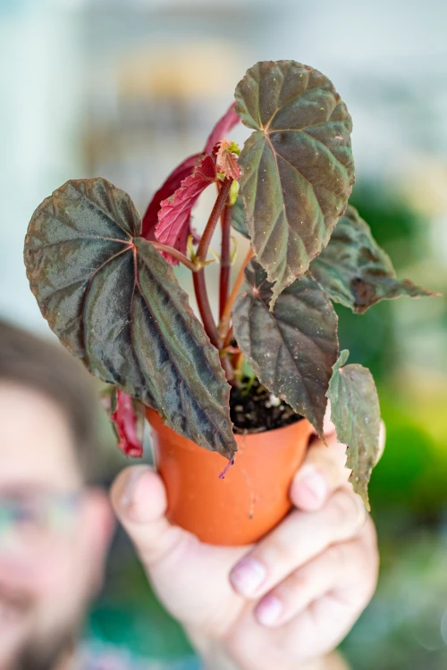 Begonia SP Black Blood ø8 cm-1.jpg
