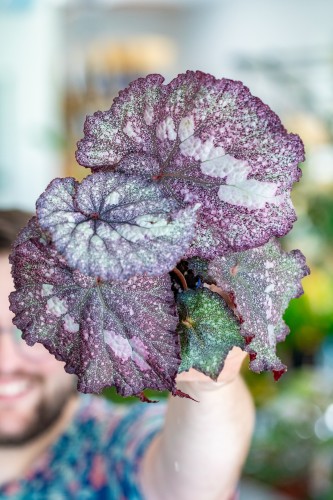 Begonia Speckled-1.jpg