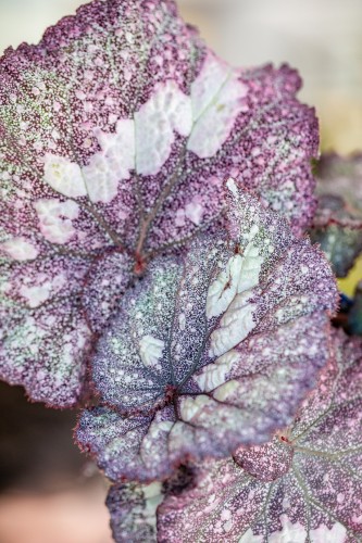Begonia Speckled-2.jpg