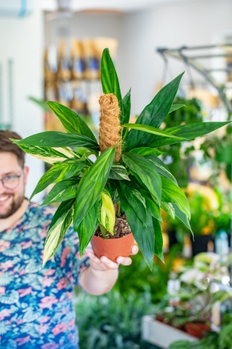 Epipremnum Amplissimum Aurea XL-1.jpg