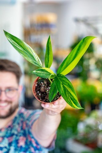 Epipremnum Amplissimum Aurea-1.jpg