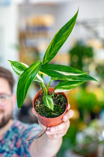Epipremnum Amplissimum Aurea-2.jpg