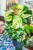Epipremnum Manjula-1.jpg