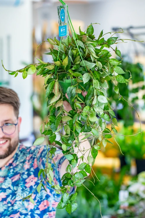 Hoya Eskimo-1.jpg