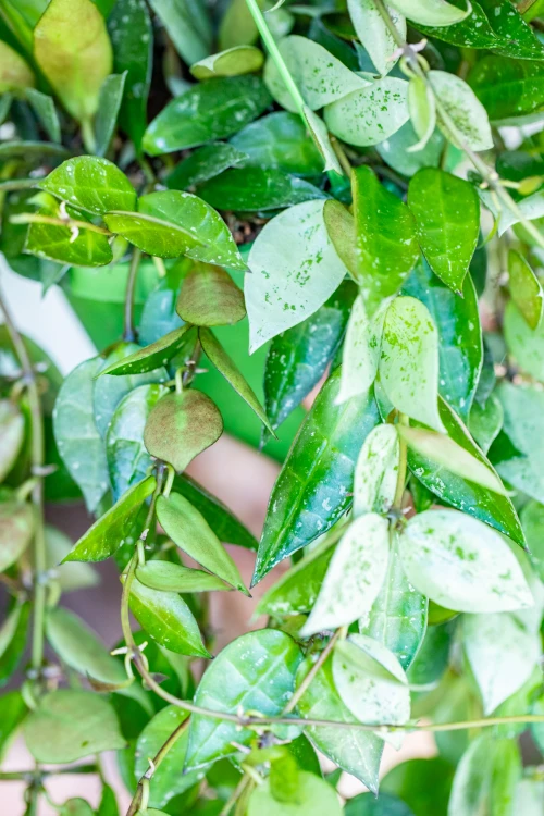 Hoya Eskimo-2.jpg