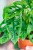 Monstera Adasoni Mint-2.jpg