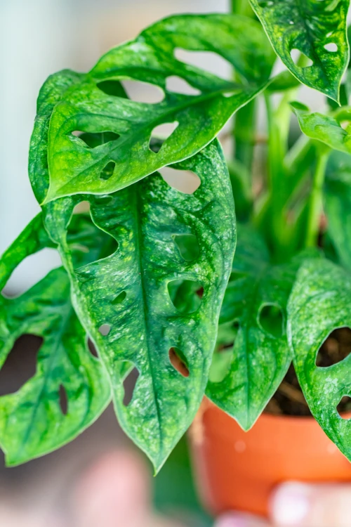 Monstera Adasoni Mint-2.jpg