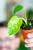 Monstera Bulbasaur-3.jpg