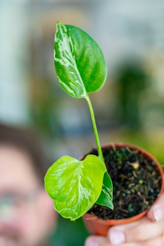 Monstera Bulbasaur-2.jpg