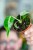Monstera Bulbasaur-1.jpg