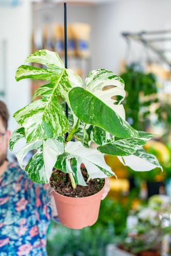 Monstera Veriegata-1.jpg