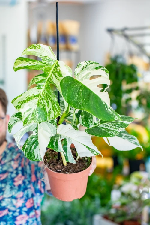 Monstera Veriegata-1.jpg