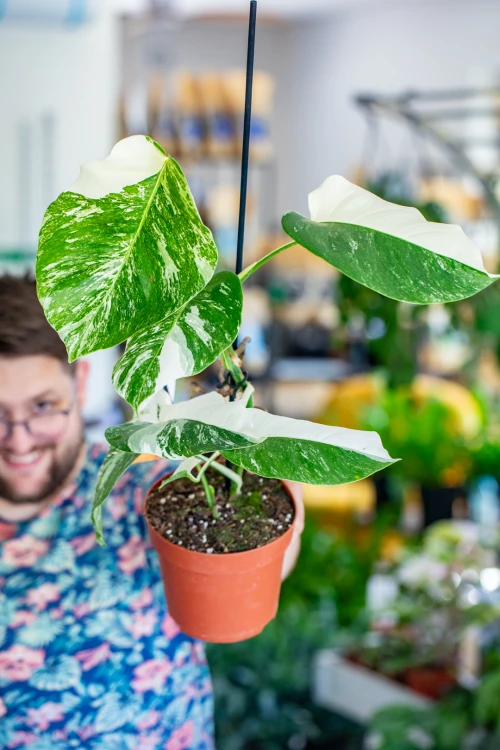 Monstera Veriegata-2.jpg
