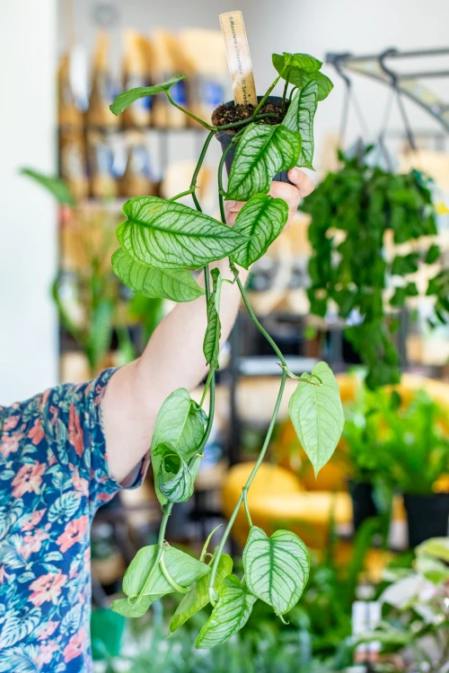 Monstera Siltepaceana El Salvador-1.jpg