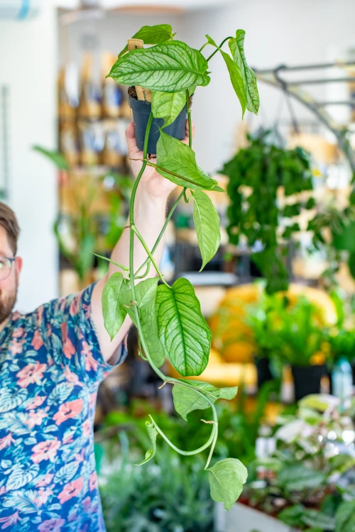 Monstera Siltepaceana El Salvador-5.jpg