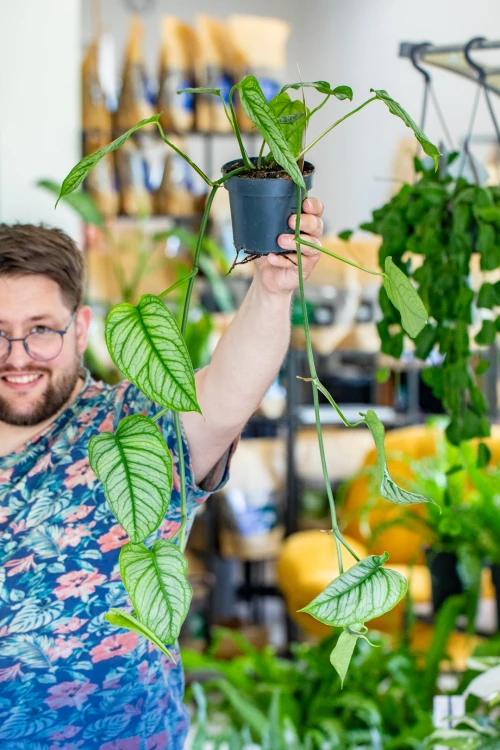 Monstera Siltepaceana El Salvador-8.jpg