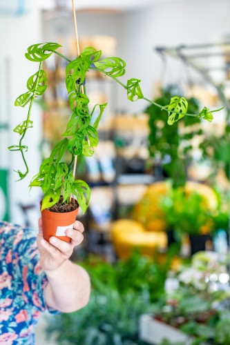 Monstera SP-1.jpg