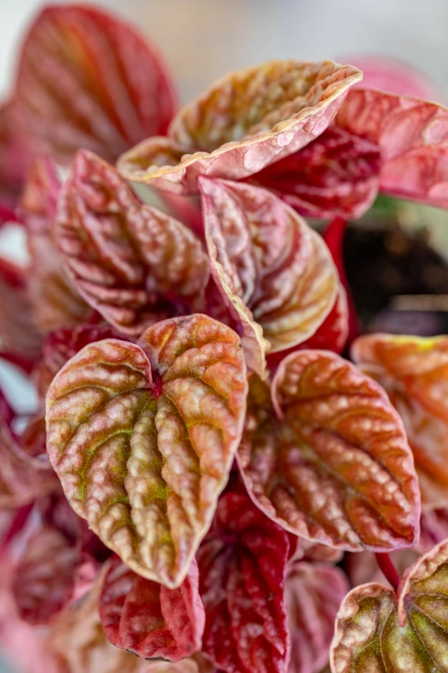 Peperomia Quito ø12 cm-2.jpg