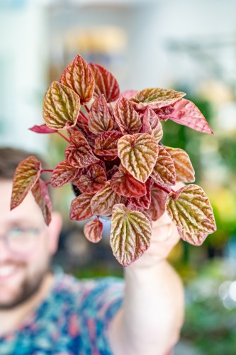Peperomia Quito ø12 cm-1.jpg