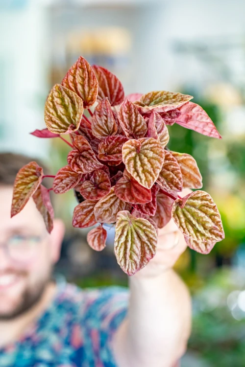 Peperomia Quito ø12 cm-1.jpg