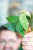 Philodendron Burle Marx Fantasy-1.jpg