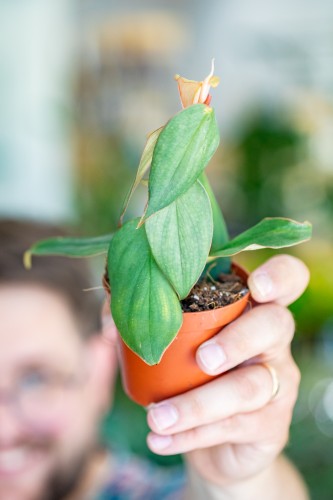 Philodendron Burle Marx Fantasy-2.jpg