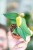 Philodendron Burle Marx Fantasy-3.jpg