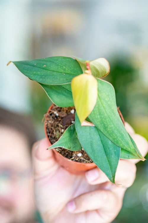 Philodendron Burle Marx Fantasy-3.jpg
