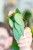Philodendron Burle Marx Fantasy-4.jpg