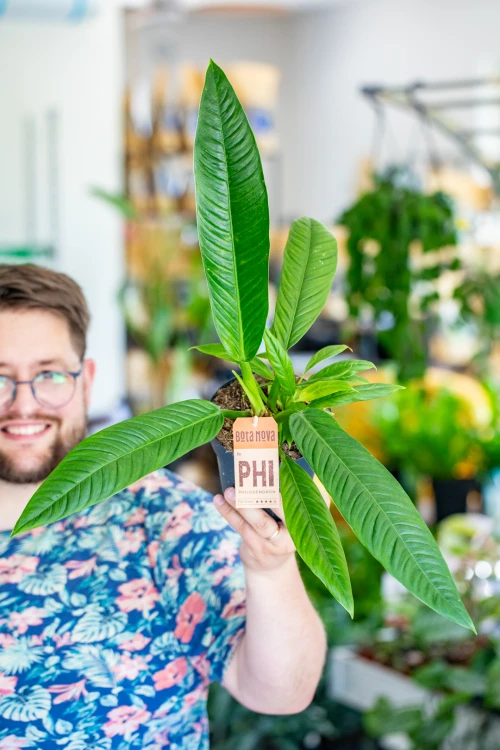 Philodendron Campii Lynette-1.jpg
