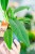 Philodendron Campii Lynette-2.jpg