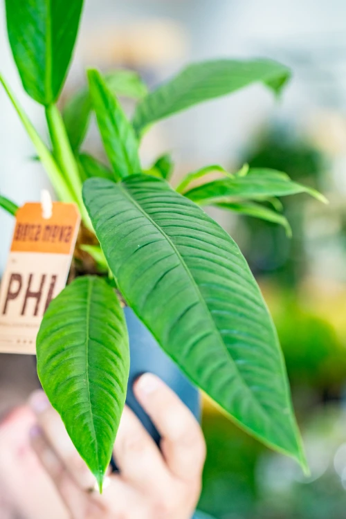 Philodendron Campii Lynette-2.jpg