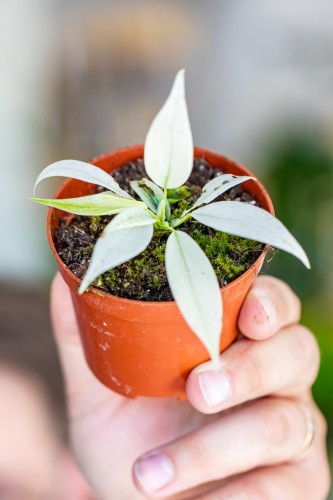 Philodendron Florida Ghost-1.jpg