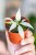 Philodendron Florida Ghost-1.jpg