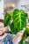 Philodendron Luxurians-5.jpg