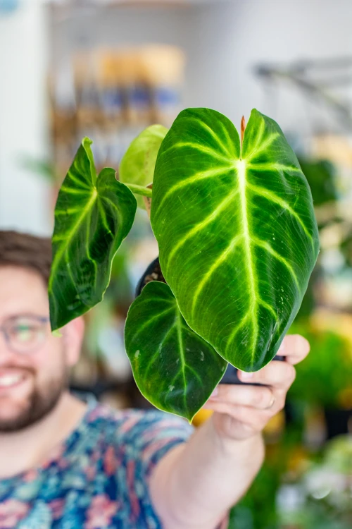 Philodendron Luxurians-5.jpg