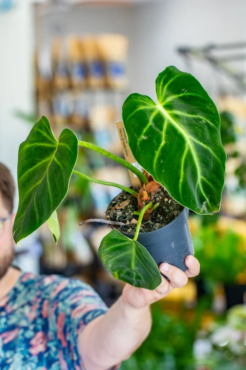 Philodendron Luxurians-6.jpg