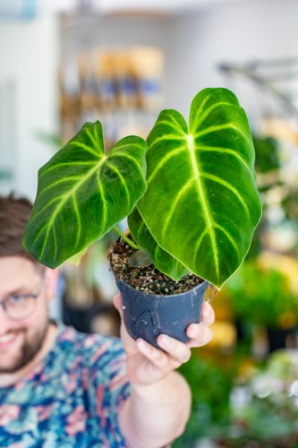 Philodendron Luxurians-1.jpg