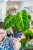 Philodendron Luxurians-1.jpg