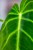 Philodendron Luxurians-2.jpg