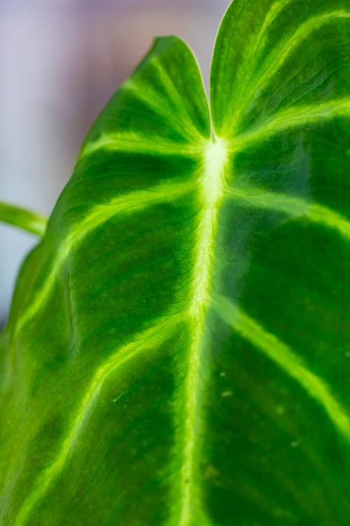 Philodendron Luxurians-2.jpg