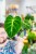 Philodendron Luxurians-3.jpg