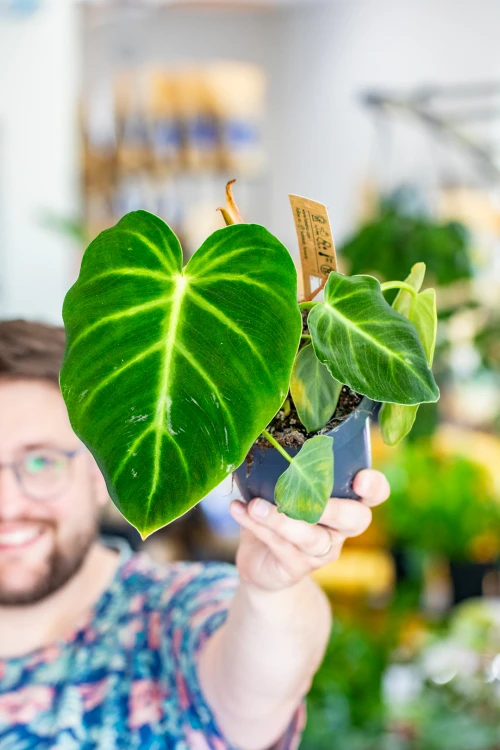 Philodendron Luxurians-3.jpg
