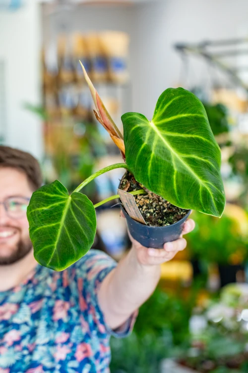 Philodendron Luxurians-4.jpg