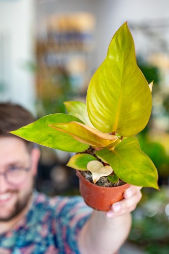 Philodendron MArs-1.jpg