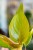 Philodendron MArs-2.jpg